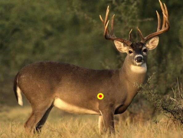 shooting hunting shooting hunting